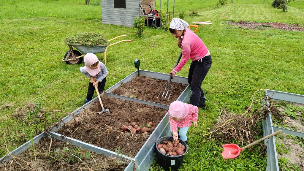 Уборка картофеля всей семьёй из металлических грядок