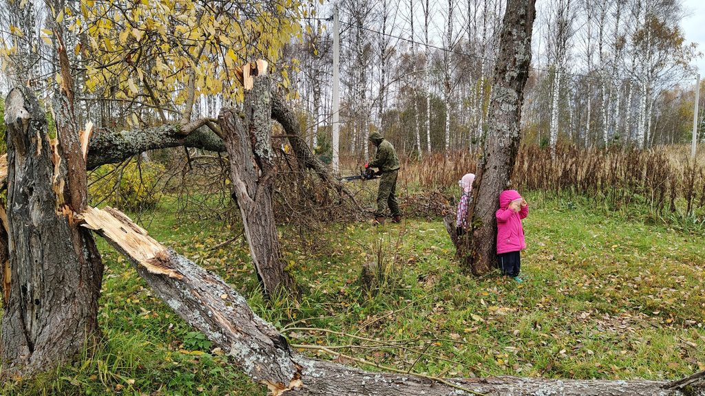 Глубокий разлом ствола сломанного дерева на участке