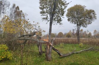 Сломанное дерево с расколотым стволом на осеннем загородном участке.