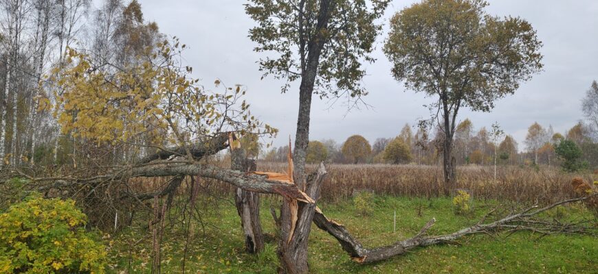 Сломанное дерево с расколотым стволом на осеннем загородном участке.
